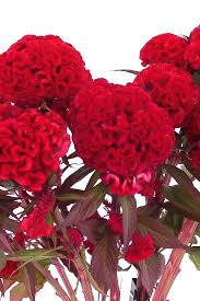 Chief Red Flame Celosia Seeds Flower Farm Beautiful Flowers Flowers