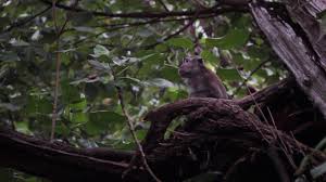 The modern college education system is better than the traditional one. Watch What Happened To Jakarta S Dancing Monkeys Topeng Monyet After The Practice Was Banned In 2013 Coconuts Jakarta