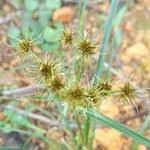 Image result for Rhynchospora holoschoenoides