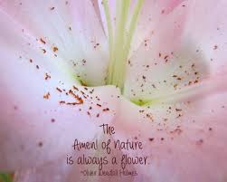 Beauty Break 161 Nature Quotes Flower Quotes Macro Photography Nature