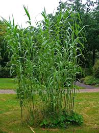Image result for Arundo donax