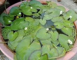 Image result for Nymphoides thunbergiana