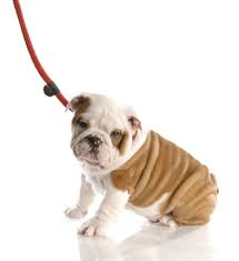 They are one of the most popular dog breeds in both the usa and uk. Teach Your Bulldog To Walk On A Leash Castlewood Bulldogs