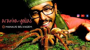 Buy the best and latest aranha golias on banggood.com offer the quality aranha golias on sale with worldwide free shipping. Aranha Golias Theraphosa Stirmi Youtube