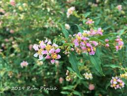 The rose was designated as the official flower and floral emblem of the united states in 1986; Plant This Dwarf Barbados Cherry Digging
