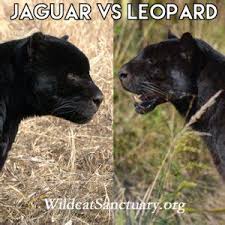 Jaguar can be found mostly in the swamps and areas near the. Black Leopards Vs Black Jaguars Are There Really Black Panthers The National Wildlife Well You Re In Luck Because Here They Come