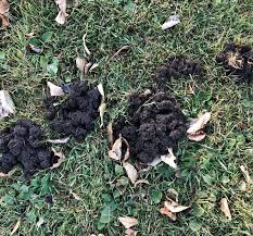 We did not find results for: Tunnels And Holes From Moles And Voles