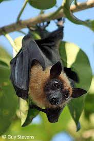 Orkin's expert exterminators can treat termites and other pests and rodents. Maldivian Fruit Bat Is One Of Two Sub Species Found Only In The Maldives Description From Pinterest Com I Searched For Th Animals Animals Beautiful Fruit Bat