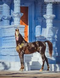 Marwari Horse Marwari Horses Beautiful Arabian Horses Rare Horse Breeds