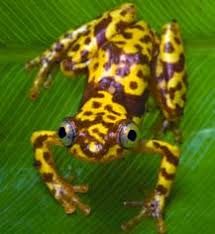 Image result for Orthopichonia schweinfurthii