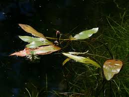 Image result for Potamogeton nodosus