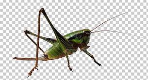 Some types of grasshoppers make noise or stridulate by rubbing pegs on their hind legs against parts of their forewings. Grasshopper Caelifera Insect Locust Png Clipart Arthropod Blue Cricket Cricket Like Insect Cyan Free Png Download