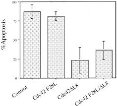 The ras superfamily, derived from rat sarcoma virus, is a protein superfamily of small gtpases. Cdc42 Is A Substrate For Caspases And Influences Fas Induced Apoptosis Journal Of Biological Chemistry