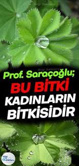 Prof Dr Saracoglu Derki Bu Bitki Kadinlarin Bitkisidir Health Plants Medicinal Plants