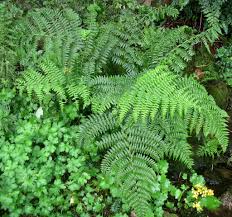 Image result for Athyrium newtonii