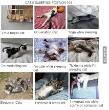 Find out what specific cat sleeping positions reveal about your cat's mood, health, and personality in this video and blog post. Adorable Cats Sleeping Positions 9gag