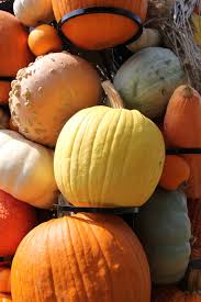 Plant pumpkins in widely spaced rows. Plant Primer Mellow Yellow Pumpkin Entertainment Life The Columbus Dispatch Columbus Oh