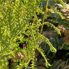 Image result for Pteris linearis