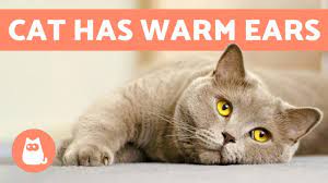 Why Do My Cat S Ears Feel Hot Youtube