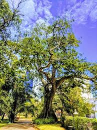 Image result for Acacia rovumae
