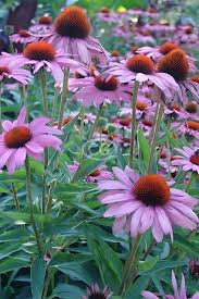 Image result for Echinacea purpurea `Magnus`