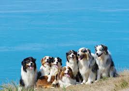 Find the perfect australian shepherd puppy for sale in california, ca at puppyfind.com. Australian Shepherd