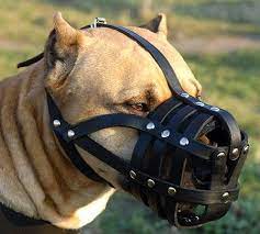 amstaff dog muzzle gorgeous look sobaki kozha magaziny