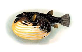 Tetraodontidae Wikipedia