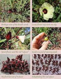 Pin On Gardening Tips