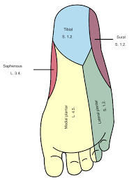 However, with the exception of the bottom of the foot, they play a lesser role here than in the upper extremities. Nerve Supply Of The Human Leg Wikipedia