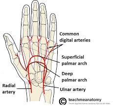 Arterial Supply To The Upper Limb Subclavian Brachial