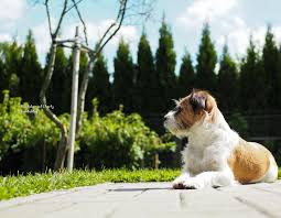 Hunde sind soziale wesen, die auf vielfältige art miteinander (und mit ihren menschen) kommunizieren. Pin Auf Hund