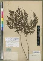 Image result for Davallia chaerophylloides