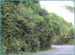 Image result for Ancylobothrys