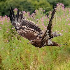 image gratuite sur pixabay aigle des steppes eagle steppe en 2021 animales regne animal animaux