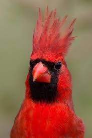 Grey Bird With Red Mohawk Pin On Cardinal