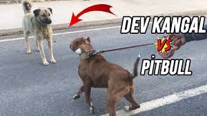 dev kangallar boykayi gecirmedi kangal pitbulldan korktu youtube