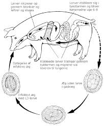 Parasitten kan leve i menneskekroppen og bli opp til 30 centimeter lang. Indvoldsorm Hos Svin