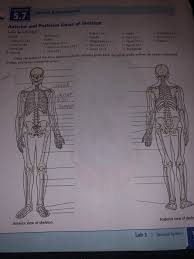 The lateral side projects distally as the styloid process. Solved Exercise 5 7 Labeling Bone Diagrams Anterior And P Chegg Com