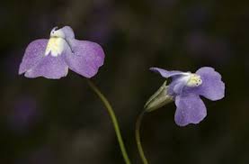 Image result for Mimulus gracilis