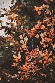 Fall Leaves Fall Wallpaper Autumn Photography Autumn Scenery Hot herbal tea, a breeze of wind picking up leaves, wool blankets, hayrides, a fire that's almost burnt. fall leaves fall wallpaper autumn