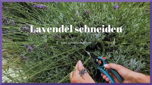 Es ist wichtig, einige monate vor dem wintereinbruch den lavendel zu schneiden. Lavendel Schneiden Youtube