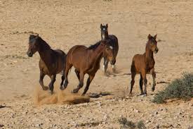 Some people tried to emulate the discovery of the 'monolith' in #utah fabricating another one in piatra neamț, northeastern romania. Namib Desert Horse Wikipedia