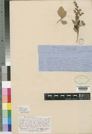 Image result for Searsia tomentosa