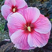 By staff writerlast updated mar 29, 2020 4:36:54 pm et. Starry Starry Night Hibiscus Spring Hill Nurseries