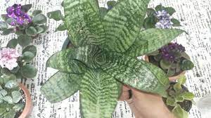 Maybe you would like to learn more about one of these? Bodur Peygamber Kilici Youtube