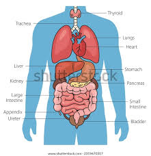 Image result for internal organs