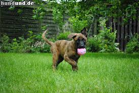 De hollandse herder is een ras dat al sinds de 19e eeuw bestaat. Hollandse Herdershond Hollandse Herdershond Niederlandischer Schaferhund Foto 47367 Hundund De