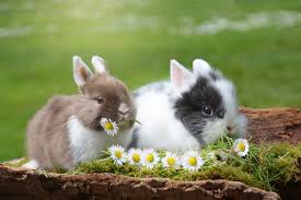 Cute bunnies in a field