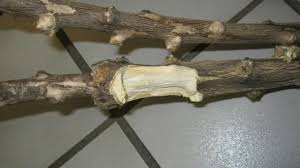 Image result for Sphaeropsis tumefaciens oleander symptoms